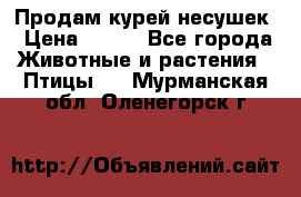 Продам курей несушек › Цена ­ 350 - Все города Животные и растения » Птицы   . Мурманская обл.,Оленегорск г.